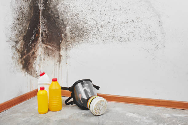 Best Residential Mold Remediation in Gillette, NJ