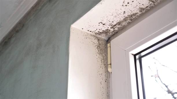 Best Attic Mold Remediation in Gillette, NJ
