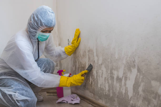 Best Post-Flood Mold Remediation in Gillette, NJ