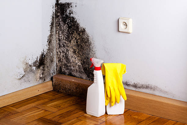 Best Insurance-Related Mold Remediation in Gillette, NJ