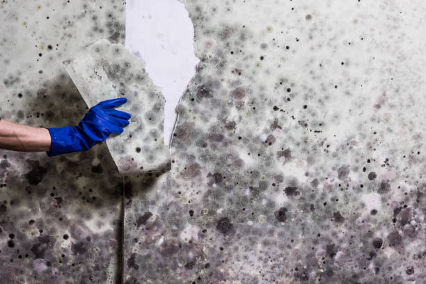Best Residential Mold Remediation in Gillette, NJ