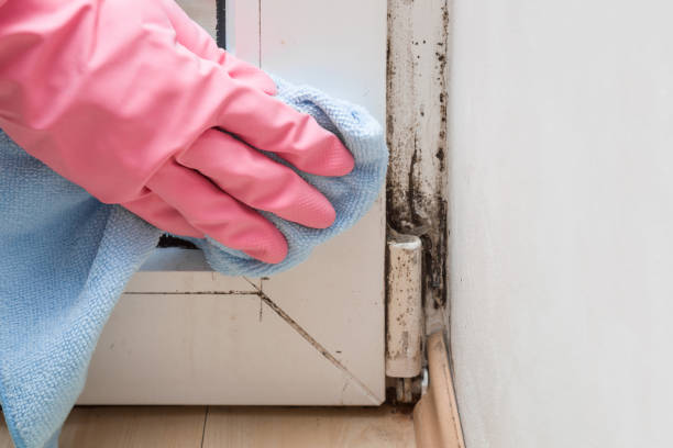 Best Bathroom Mold Remediation in Gillette, NJ